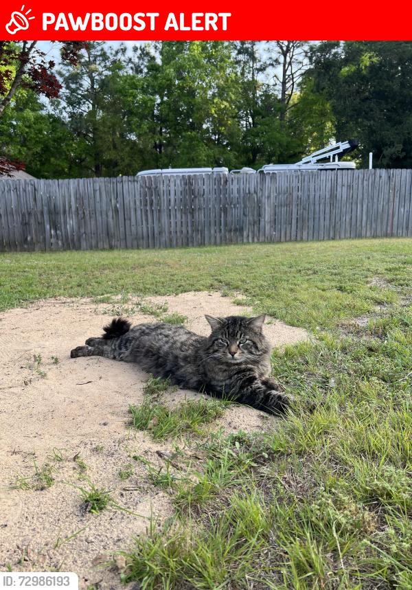 Lost Male Cat last seen Frank Reeder Road , Escambia County, FL 32526