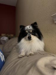 Lost Male Dog last seen Lake Forest and Eldorado , McKinney, TX 75069