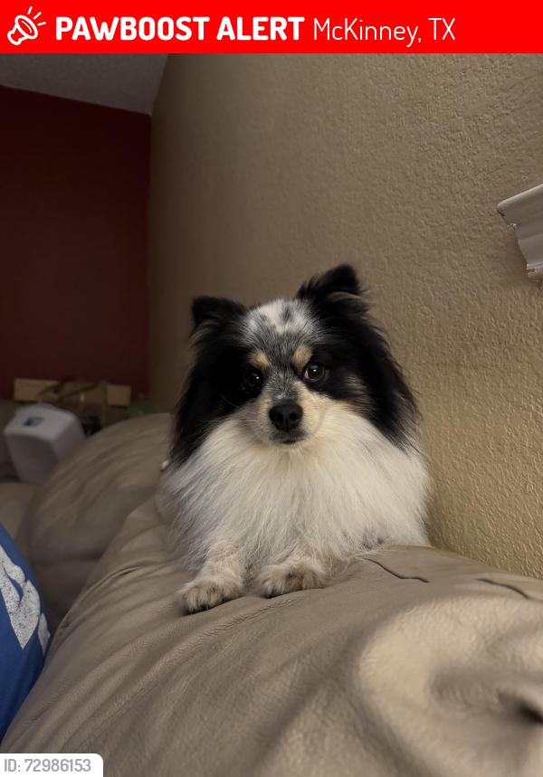 Lost Male Dog last seen Lake Forest and Eldorado , McKinney, TX 75069