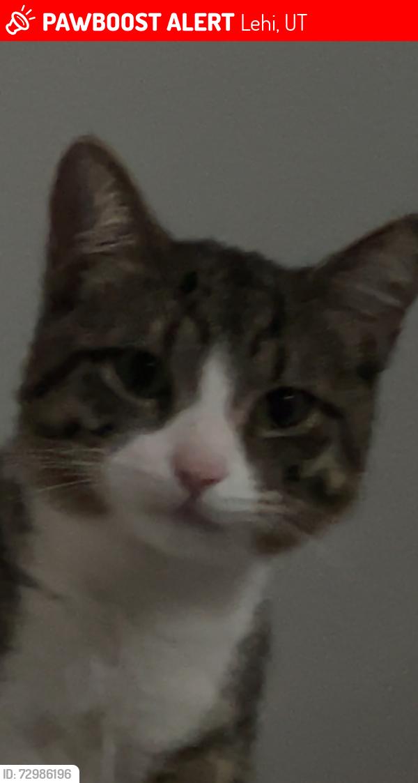 Lost Male Cat last seen Near w 4050 n lehi Utah, Lehi, UT 84043