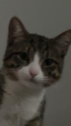 Lost Male Cat last seen Near w 4050 n lehi Utah, Lehi, UT 84043