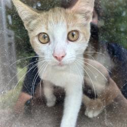 Shelter Stray Male Cat last seen , 4525 W Wendover Ave, Greensboro, NC 27409, USA