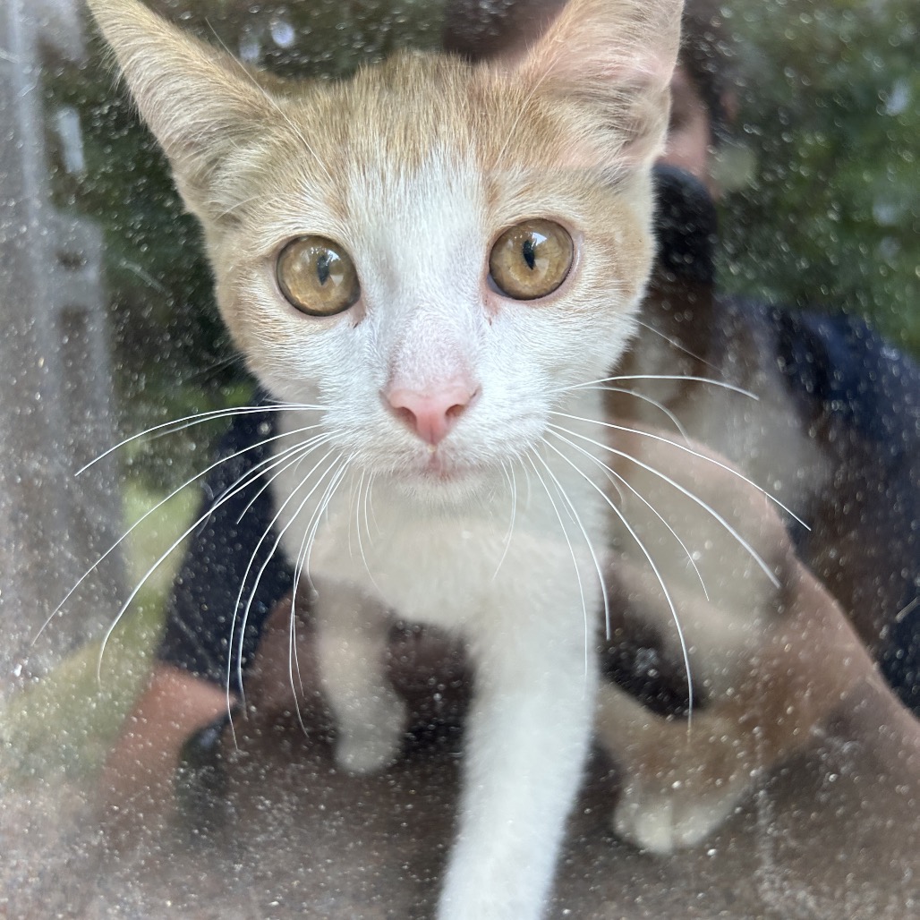 Shelter Stray Male Cat last seen , 4525 W Wendover Ave, Greensboro, NC 27409, USA