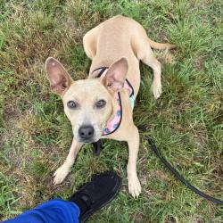 Shelter Stray Female Dog last seen , 328 Furman Hall Rd, Greenville, SC 29609, USA
