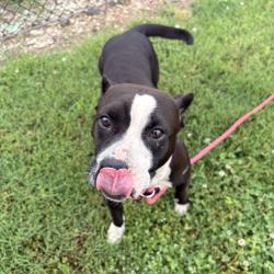 Shelter Stray Female Dog last seen , 328 Furman Hall Rd, Greenville, SC 29609, USA