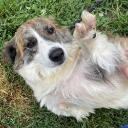Shelter Stray Female Dog last seen , 328 Furman Hall Rd, Greenville, SC 29609, USA