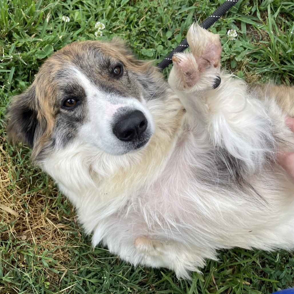 Shelter Stray Female Dog last seen , 328 Furman Hall Rd, Greenville, SC 29609, USA