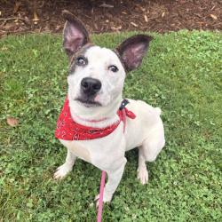 Shelter Stray Male Dog last seen , 328 Furman Hall Rd, Greenville, SC 29609, USA