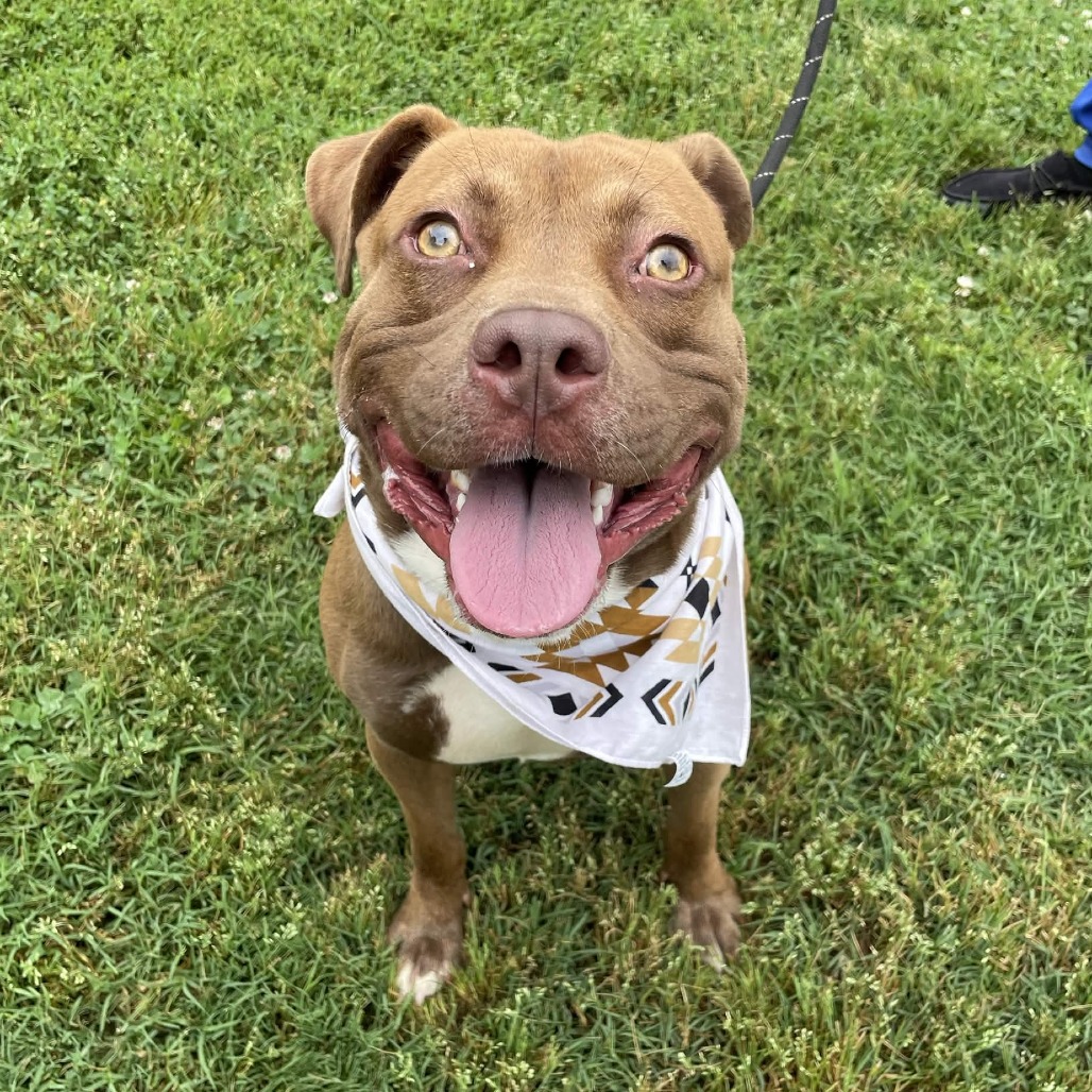 Shelter Stray Male Dog last seen , 328 Furman Hall Rd, Greenville, SC 29609, USA