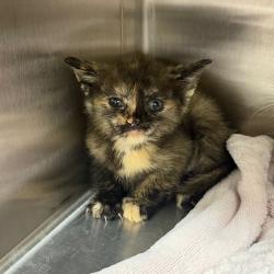 Shelter Stray Female Cat last seen , 425 Kirksey Dr, Morganton, NC 28655, USA
