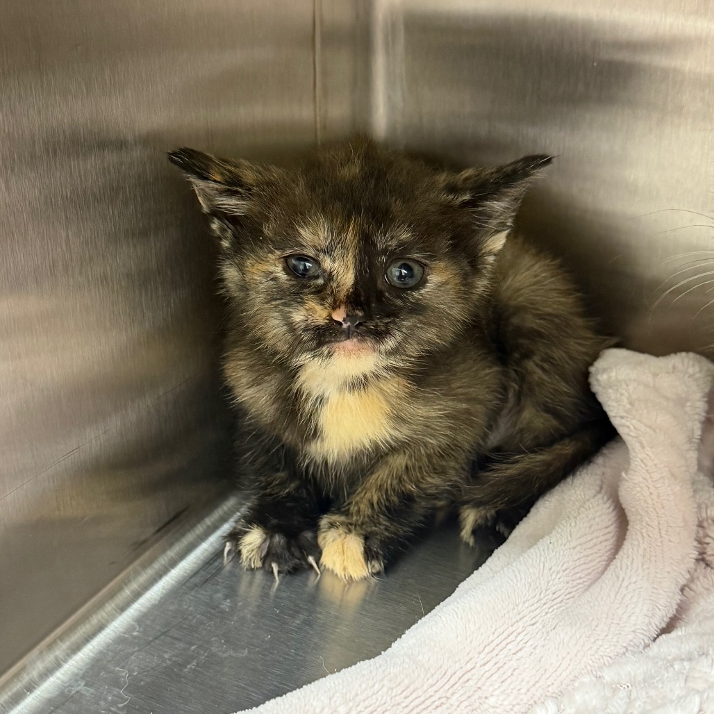 Shelter Stray Female Cat last seen , 425 Kirksey Dr, Morganton, NC 28655, USA