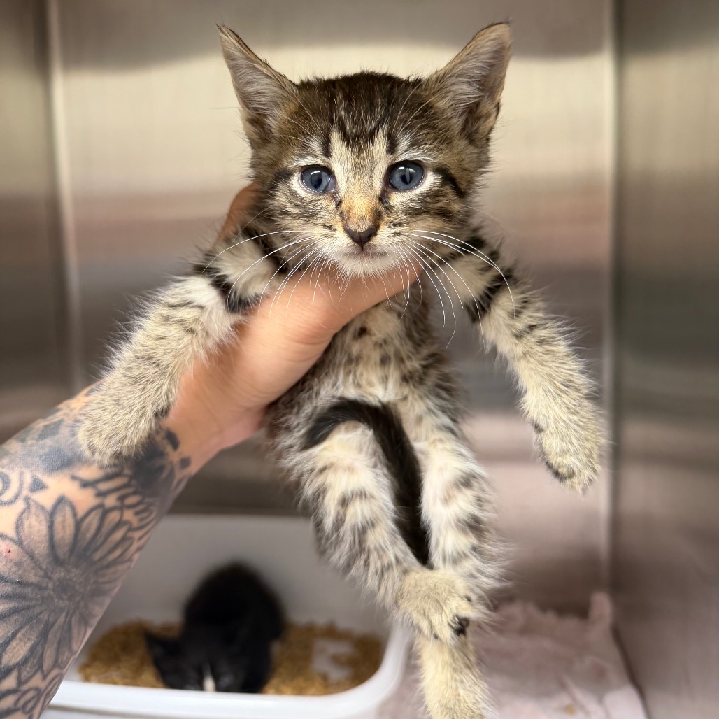 Shelter Stray Male Cat last seen , 425 Kirksey Dr, Morganton, NC 28655, USA