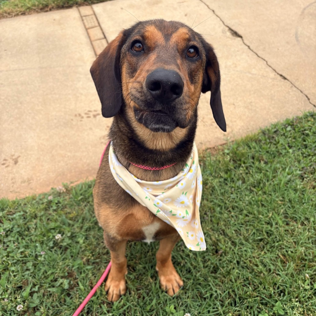 Shelter Stray Female Dog last seen , 328 Furman Hall Rd, Greenville, SC 29609, USA