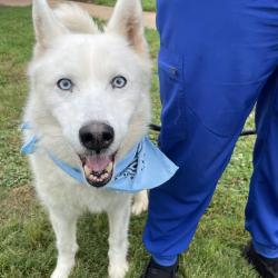 Shelter Stray Male Dog last seen , 328 Furman Hall Rd, Greenville, SC 29609, USA