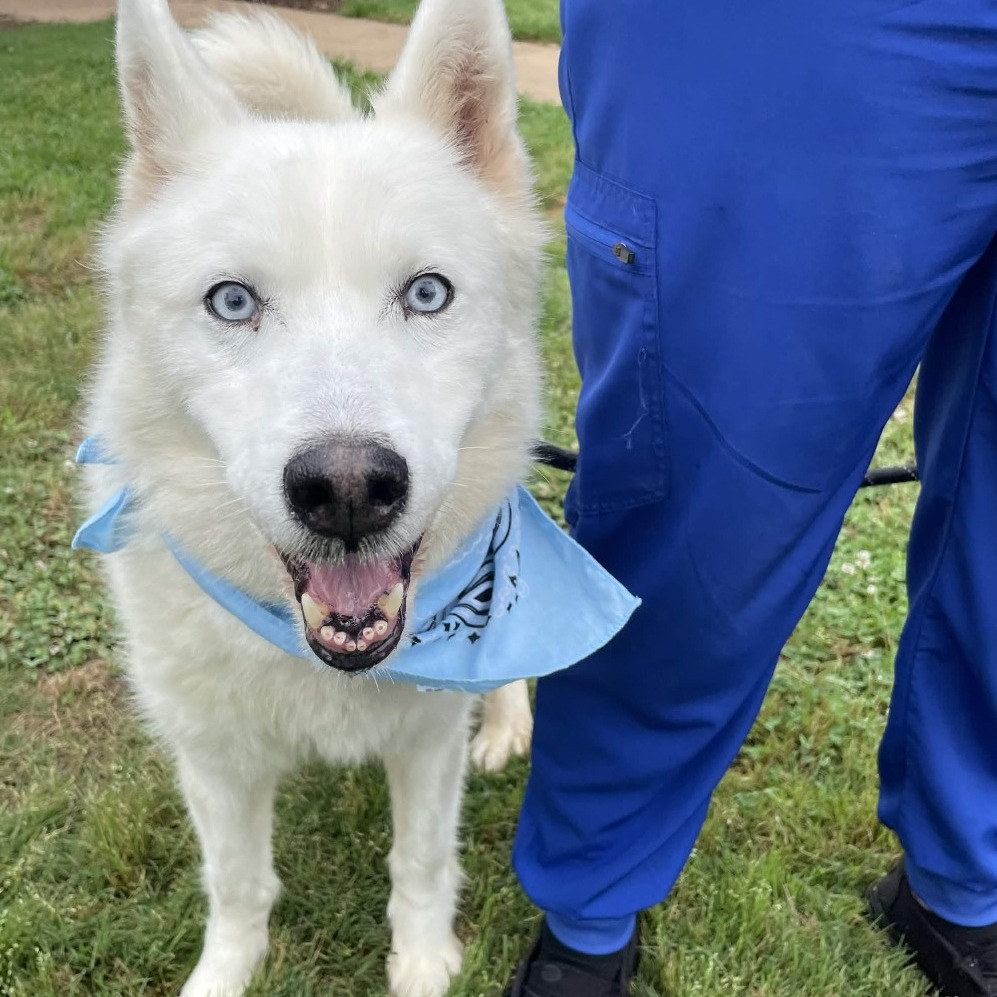 Shelter Stray Male Dog last seen , 328 Furman Hall Rd, Greenville, SC 29609, USA