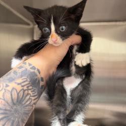 Shelter Stray Female Cat last seen , 425 Kirksey Dr, Morganton, NC 28655, USA