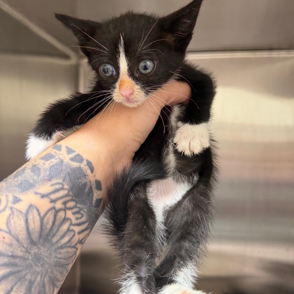 Shelter Stray Female Cat last seen , 425 Kirksey Dr, Morganton, NC 28655, USA
