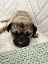 Found/Stray Male Dog last seen Jw peavy and 70th st, Houston, TX 77011