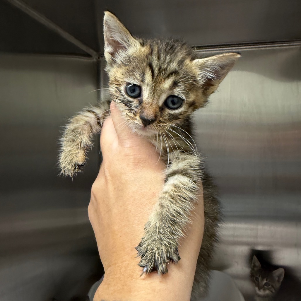 Shelter Stray Female Cat last seen , 425 Kirksey Dr, Morganton, NC 28655, USA