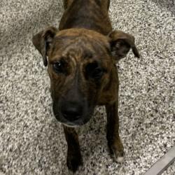 Shelter Stray Female Dog last seen , 425 Kirksey Dr, Morganton, NC 28655, USA