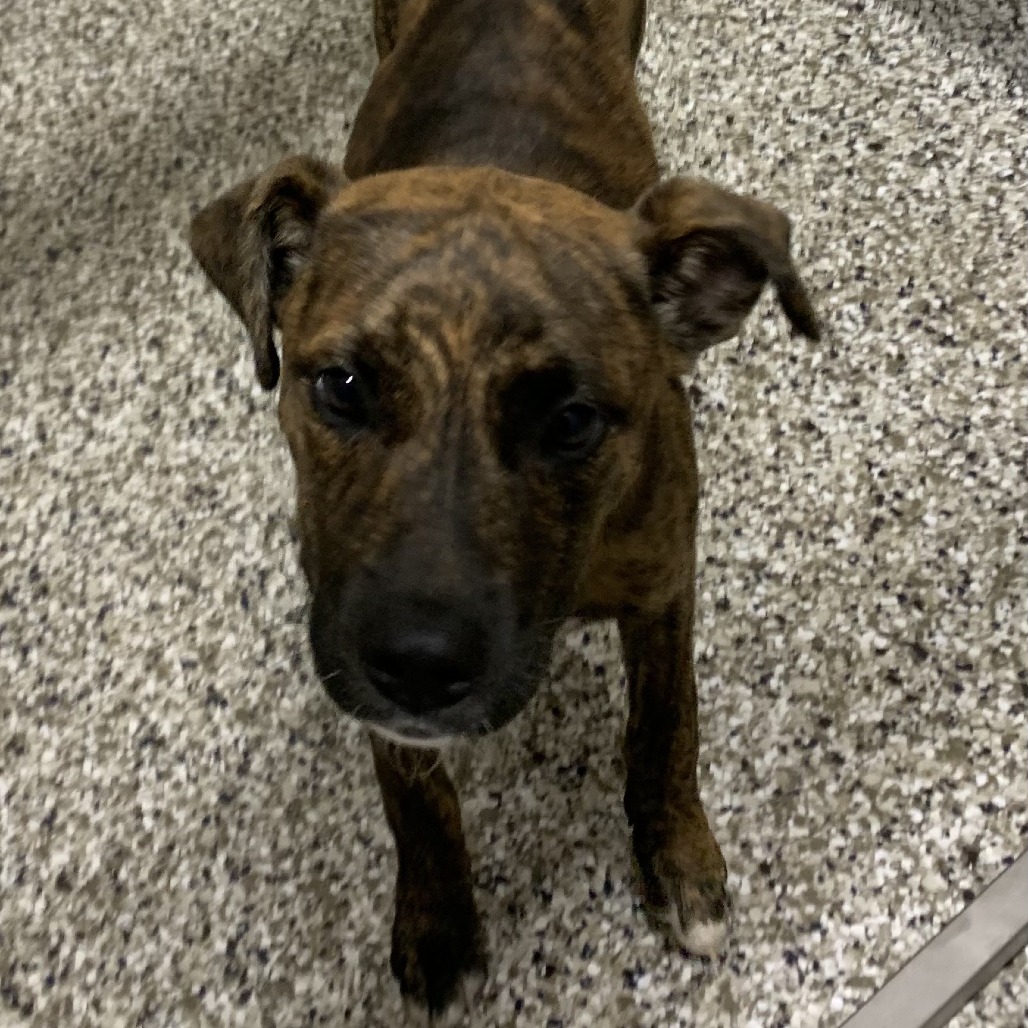 Shelter Stray Female Dog last seen , 425 Kirksey Dr, Morganton, NC 28655, USA