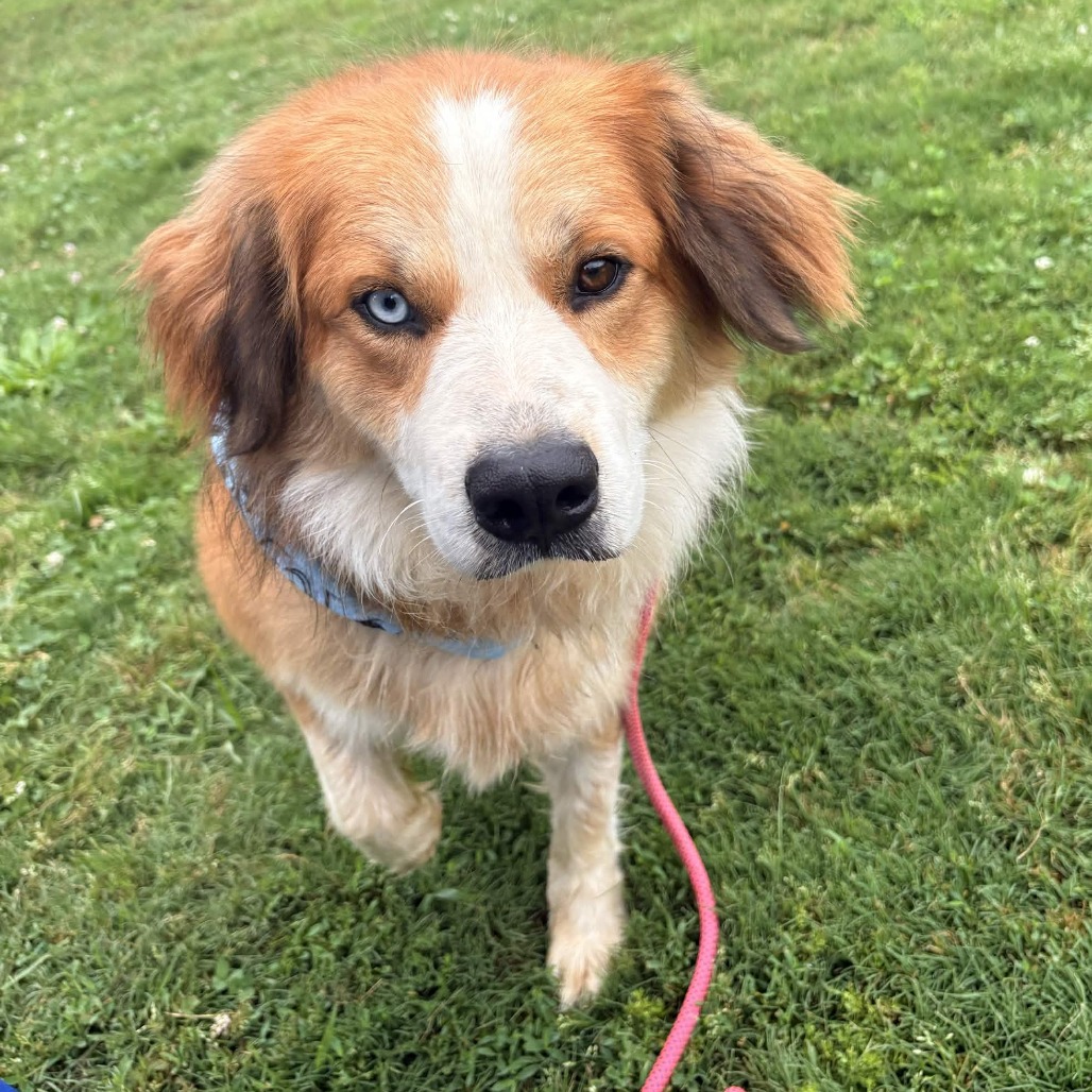Shelter Stray Male Dog last seen , 328 Furman Hall Rd, Greenville, SC 29609, USA