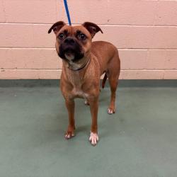 Shelter Stray Female Dog last seen , 2350 Appling City Cove, Memphis, TN 38133, USA