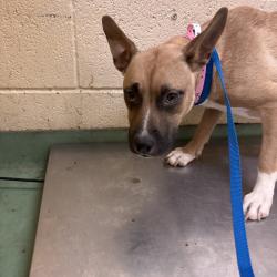 Shelter Stray Female Dog last seen , 2350 Appling City Cove, Memphis, TN 38133, USA