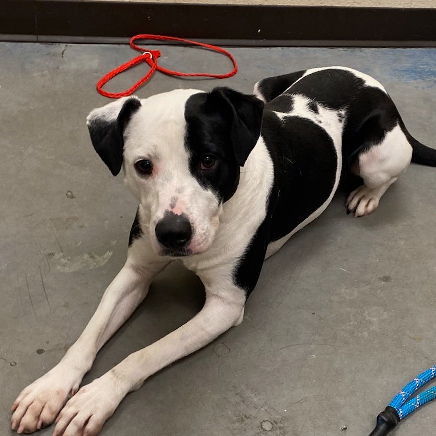Shelter Stray Female Dog last seen , 2350 Appling City Cove, Memphis, TN 38133, USA