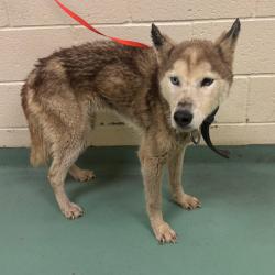 Shelter Stray Female Dog last seen , 2350 Appling City Cove, Memphis, TN 38133, USA