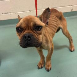 Shelter Stray Female Dog last seen , 2350 Appling City Cove, Memphis, TN 38133, USA