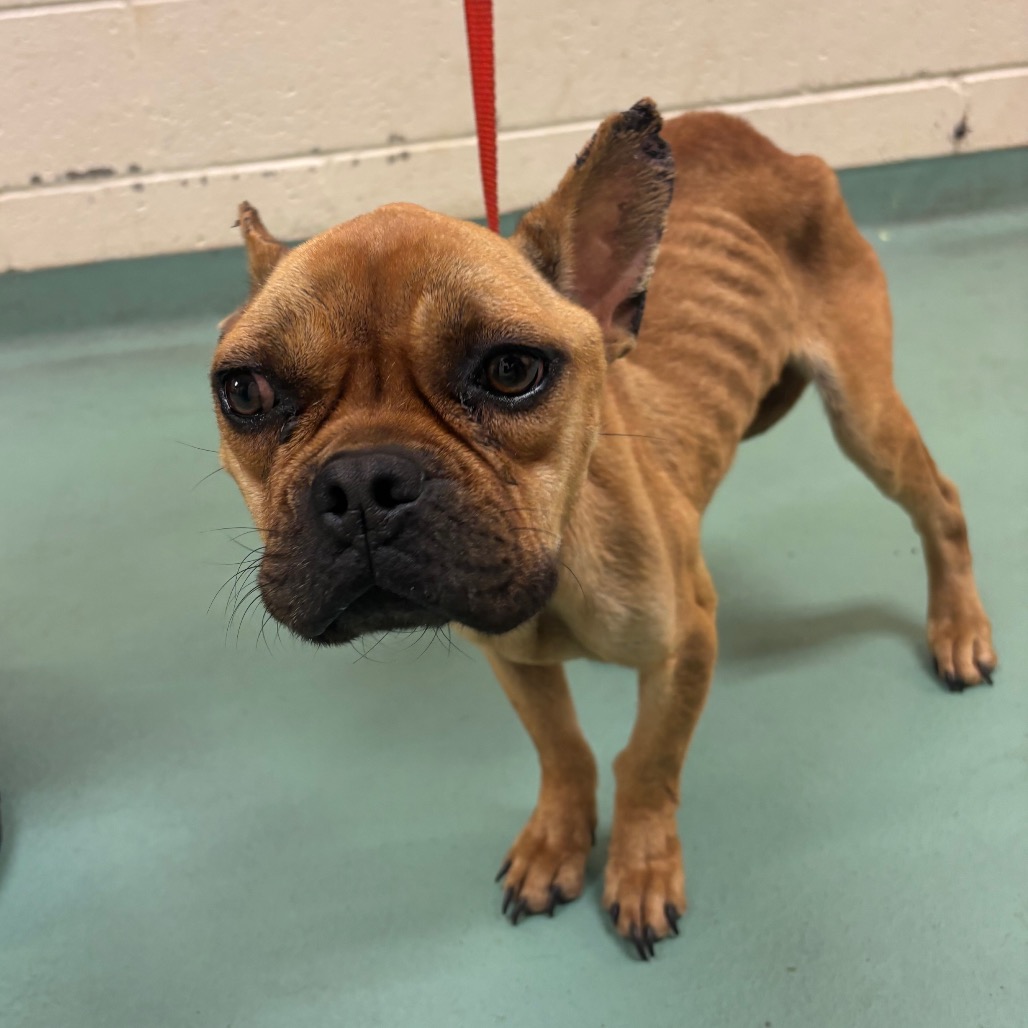 Shelter Stray Female Dog last seen , 2350 Appling City Cove, Memphis, TN 38133, USA