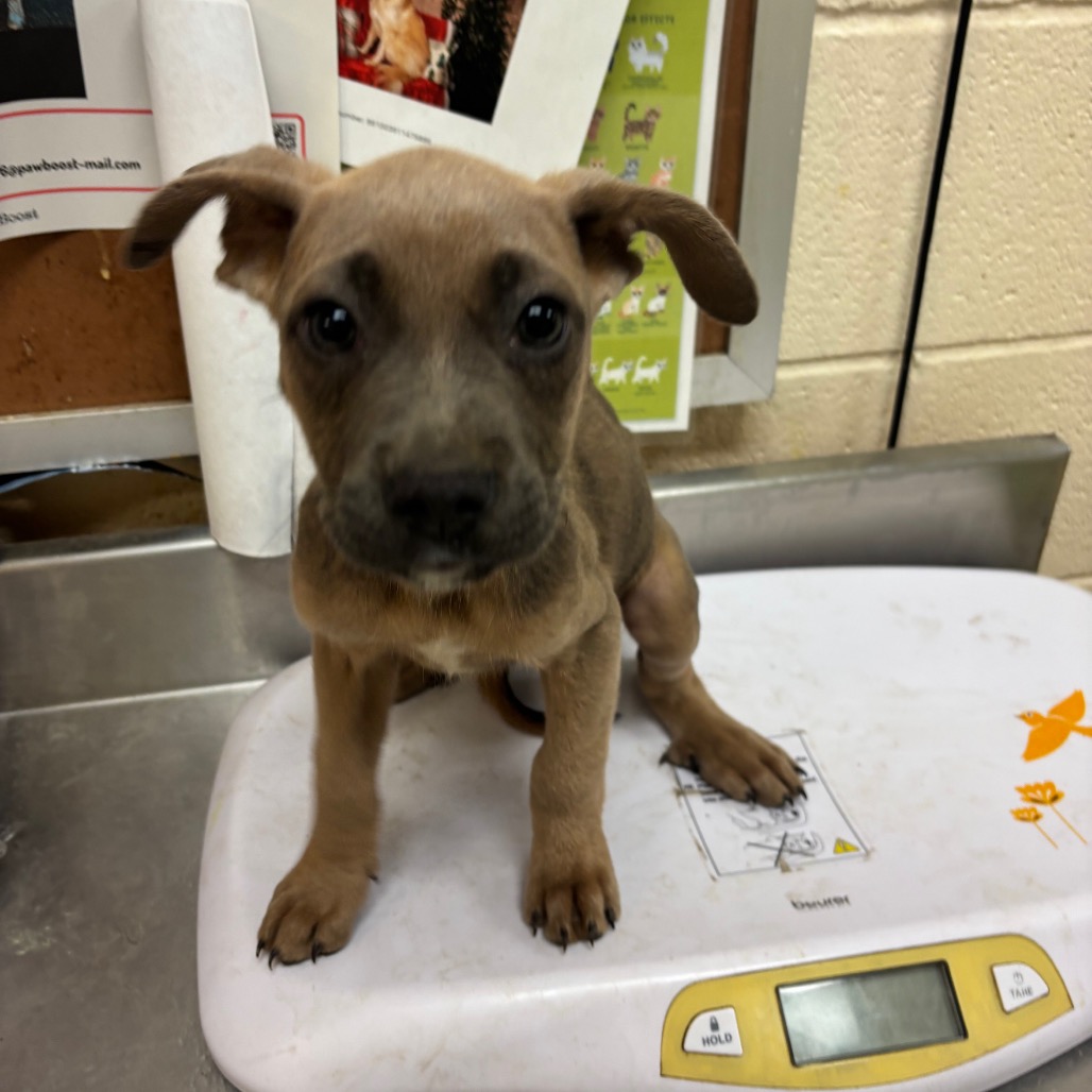 Shelter Stray Female Dog last seen , 2350 Appling City Cove, Memphis, TN 38133, USA