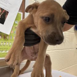 Shelter Stray Male Dog last seen , 2350 Appling City Cove, Memphis, TN 38133, USA