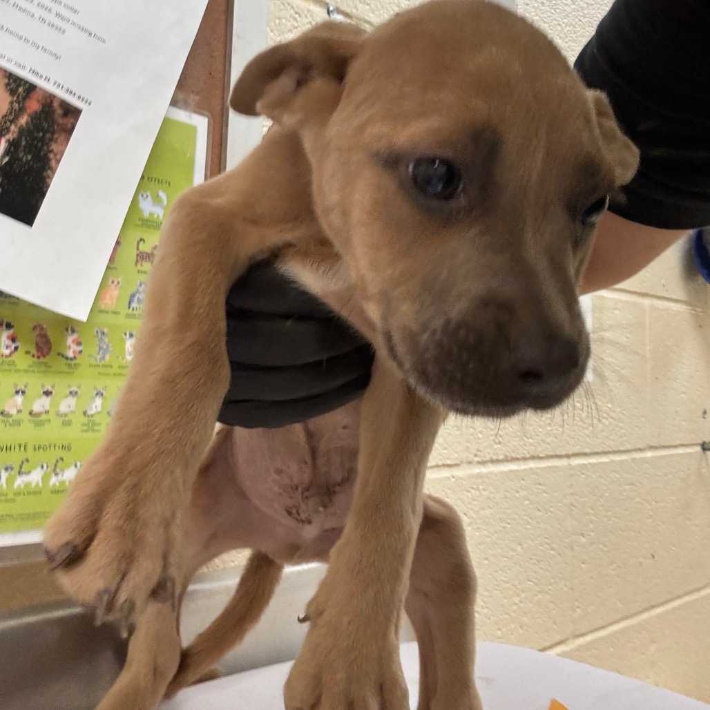 Shelter Stray Male Dog last seen , 2350 Appling City Cove, Memphis, TN 38133, USA
