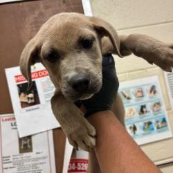 Shelter Stray Male Dog last seen , 2350 Appling City Cove, Memphis, TN 38133, USA