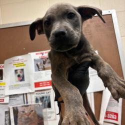 Shelter Stray Male Dog last seen , 2350 Appling City Cove, Memphis, TN 38133, USA