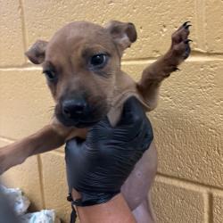 Shelter Stray Female Dog last seen , 2350 Appling City Cove, Memphis, TN 38133, USA