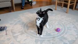 Lost Female Cat last seen near St. Ceclia (Vicente and Wawona), San Francisco, CA 94116