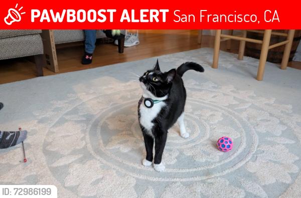 Lost Female Cat last seen near St. Ceclia (Vicente and Wawona), San Francisco, CA 94116