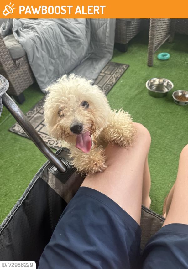 Found/Stray Female Dog last seen Mason, Grand Mission Estates, TX 77407