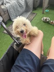 Found/Stray Female Dog last seen Mason, Grand Mission Estates, TX 77407