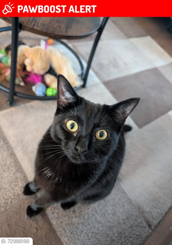 Lost Female Cat last seen Gu12 4rt, Hampshire, England GU12 4RT