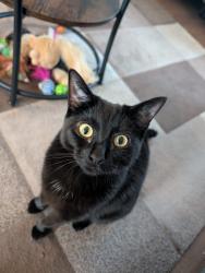 Lost Female Cat last seen Gu12 4rt, Hampshire, England GU12 4RT