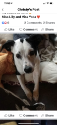 Reunited Female Dog last seen Everman, Tx , Fort Worth, TX 76140