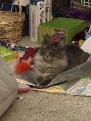 Reunited Female Cat last seen 74th and Pearce, Arvada, CO 80003
