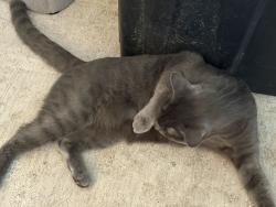 Reunited Female Cat last seen Trillium park/ pear / carlyon, Olympia, WA 98501