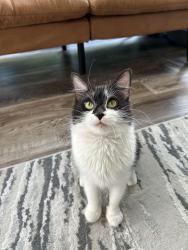 Found/Stray Female Cat last seen Back yard of our hse, Pittsburgh, PA 15241