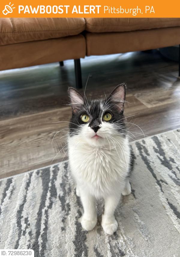 Found/Stray Female Cat last seen Back yard of our hse, Pittsburgh, PA 15241