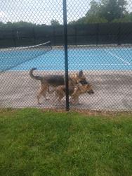 Found/Stray Unknown Dog last seen Brandywine Apts, Nashville, TN 37211